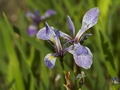 Iris versicolor-1 Kosaciec